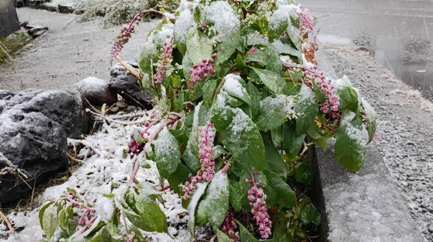雪とヨウシュヤマゴボウ 雪,ヤマゴボウ,毒草の写真素材