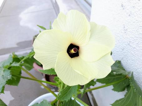 オクラの花 オクラの花の写真