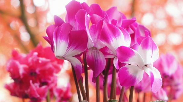 シクラメン-168 シクラメン,ガーデンシクラメン,赤の写真素材