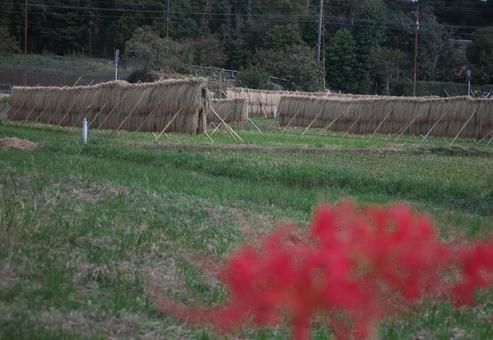 稲刈り後の秋の風景 稲刈り後の秋の風景 稲,米,秋の写真素材