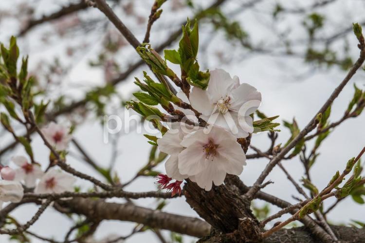 曇り空に溶ける桜の儚さ 桜,花,空の写真素材