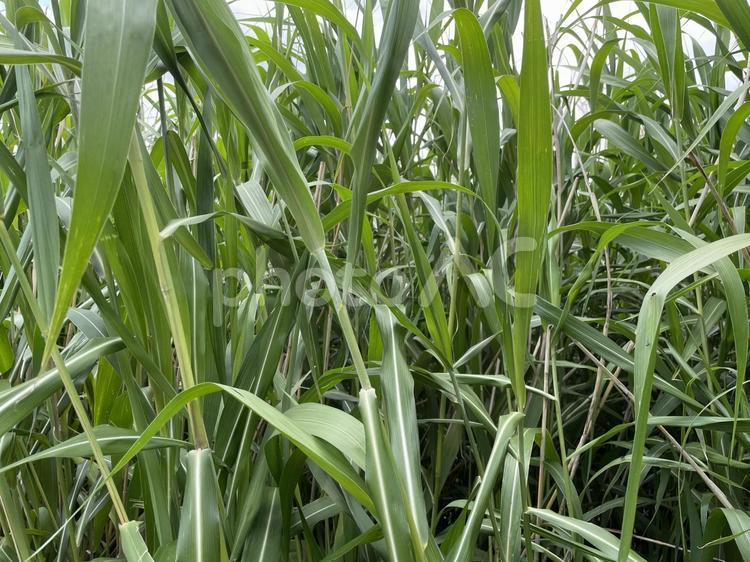 目の前に緑が生い茂る 草原,自然環境,緑の写真素材