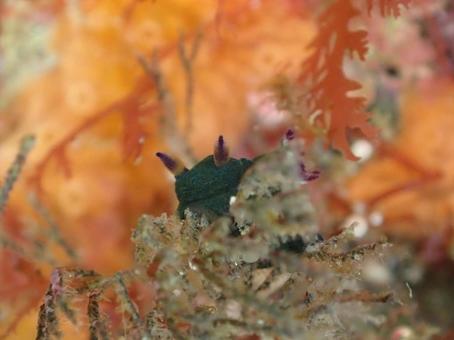 コミドリリュウグウウミウシ ウミウシ,コミドリリュウグウウミウシ,マクロの写真素材