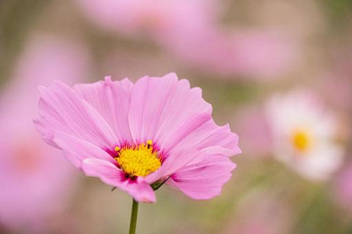 コスモス畑の写真