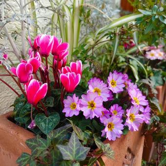 秋冬寄せ植え花 ミニシクラメンとプリムラ 秋冬寄せ植え花 ミニシクラメンとプリムラ 寄せ植え,ガーデニング,秋の写真素材