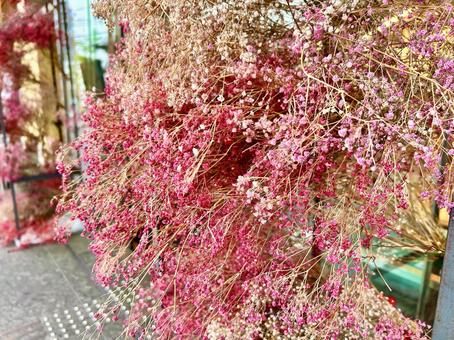 ピンク色の小花ドライフラワー② ピンク色の小花ドライフラワー② 可愛い,かわいい,色鮮やかの写真素材