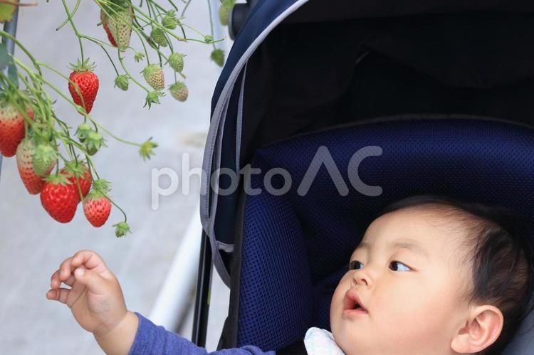 いちご狩りを体験しているベビーカーに乗った赤ちゃん いちご狩り,苺,いちごの写真素材