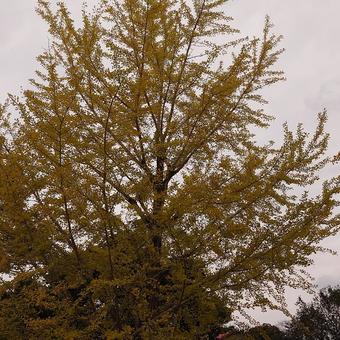 イチョウ 花,秋,自然の写真素材