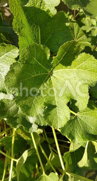タチアオイ タチアオイ,植物,緑の写真素材