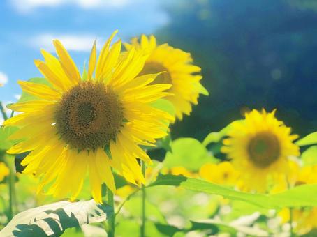 ひまわりの花 ひまわりの花の写真