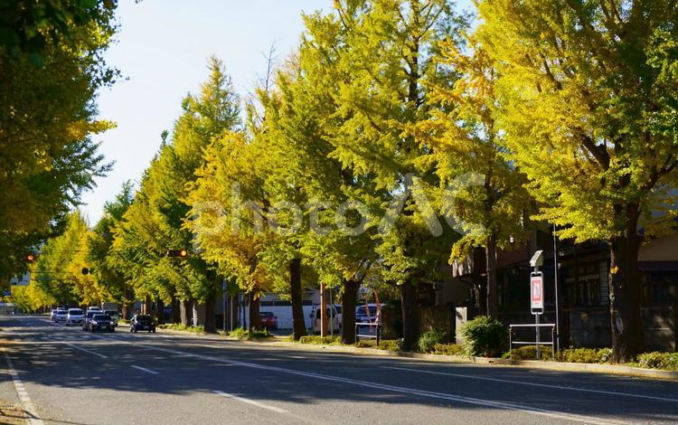 甲州街道の紅葉した銀杏２ いちょう,銀杏,黄葉の写真素材