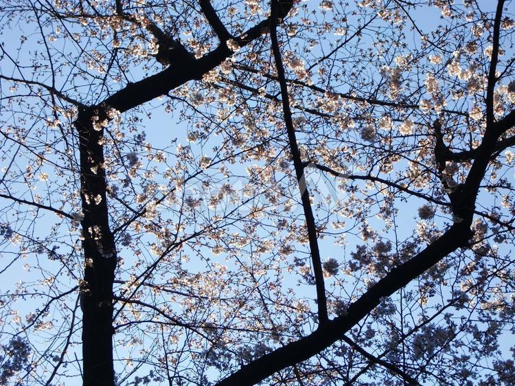 桜木-5 桜の木,幹,枝の写真素材