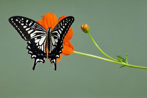 花に留まるナミアゲハ 花に留まるナミアゲハの写真