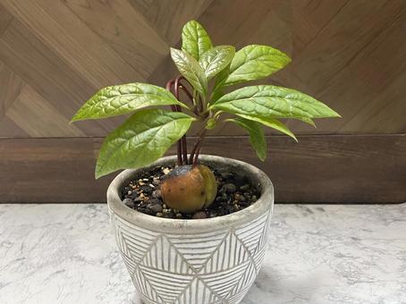 アボカド苗 アボカド,植物,栽培の写真素材