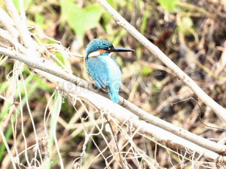 細い枝にとまるカワセミ 鳥,野鳥,カワセミの写真素材