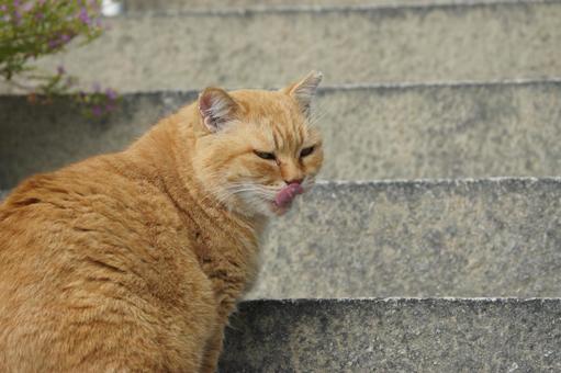 ねこ ねこ のらねこ,にゃんこ,可愛いの写真素材
