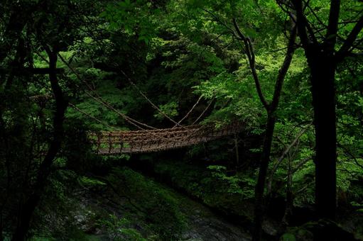 徳島県三好市 雨に濡れる祖谷のかずら橋 徳島県三好市 雨に濡れる祖谷のかずら橋の写真