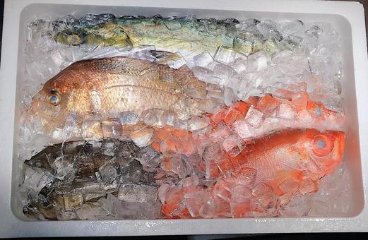 鮮魚 鯛やハマチなど 鮮魚 鯛やハマチなど 魚,魚屋,市場の写真素材