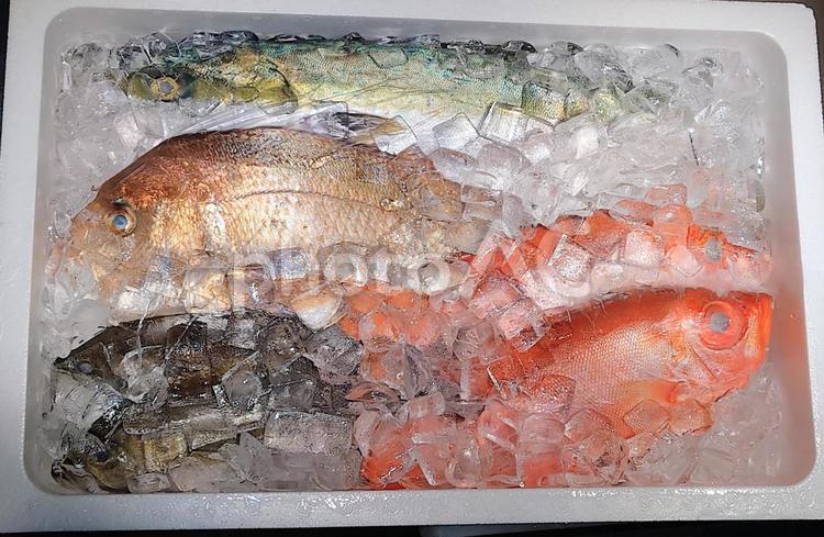 鮮魚　鯛やハマチなど 魚,魚屋,市場の写真素材