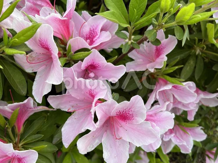 淡いピンクの大きなツツジ 花,ツツジ,咲くの写真素材