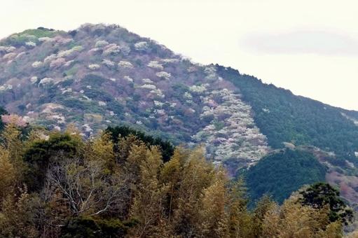 幻想的な山並みの山桜郡 幻想的な山並みの山桜郡の写真