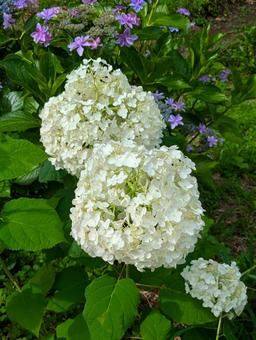 紫陽花 紫陽花の写真