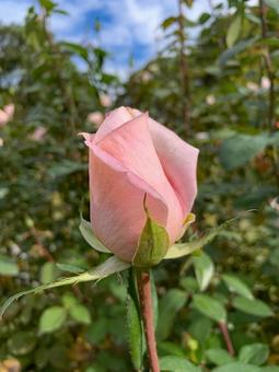 バラ　薔薇　花 バラ,薔薇,花の写真素材
