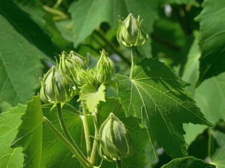 フヨウの蕾み_01 フヨウの蕾み_01 フヨウ,芙蓉,蕾みの写真素材