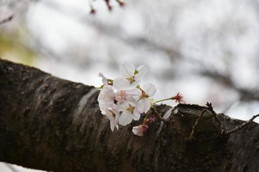 桜(染井吉野・ソメイヨシノ) 桜(染井吉野・ソメイヨシノ)の写真