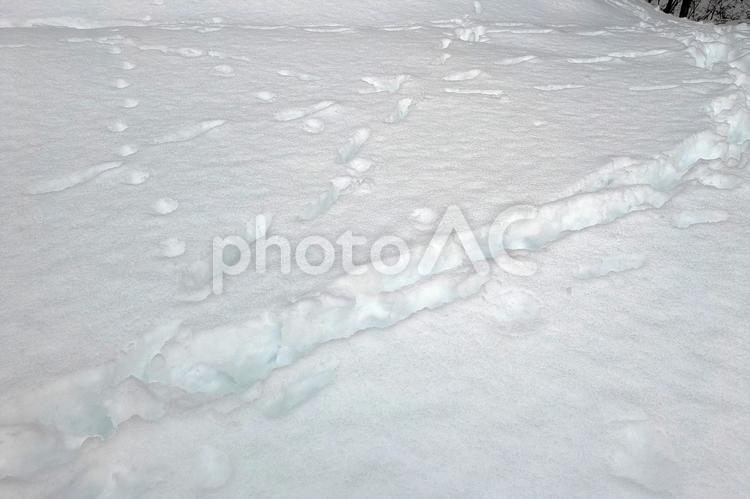 雪の上に残る数種類の動物の足跡 足跡,動物,野生の写真素材