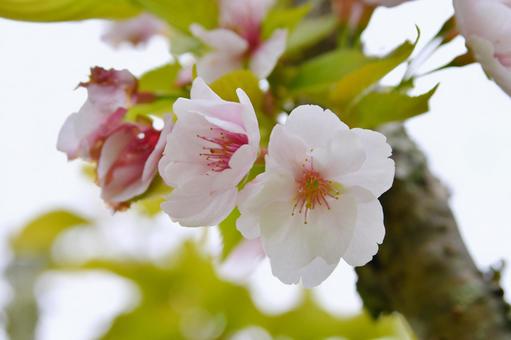 冬桜 冬桜 冬桜,コバザクラ,花の写真素材