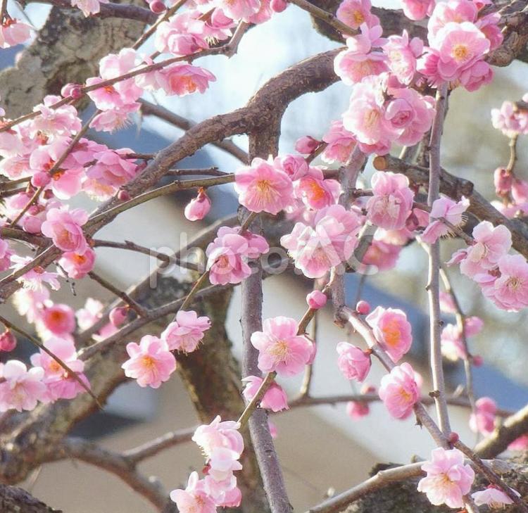 【花の写真】梅の花 ウメ,梅,ピンクの写真素材