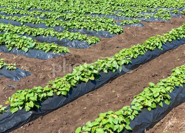 さつまいも畑 さつまいも,サツマイモ,さつま芋の写真素材