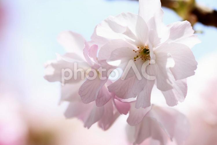 淡いピンク色の桜のクローズアップ 桜,ピンク色,春の写真素材