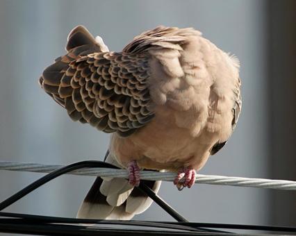 キジバト キジバト キジバト,鳥,鳩の写真素材