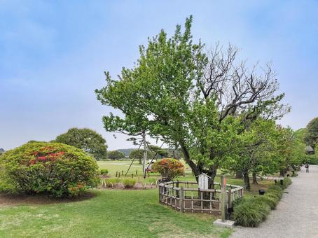 偕楽園の烈公梅 斉昭公生誕二百年記念植樹 偕楽園の烈公梅 斉昭公生誕二百年記念植樹 偕楽園,烈公梅,斉昭公生誕二百年記念植樹の写真素材
