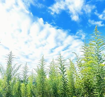 草と空 草と空の写真