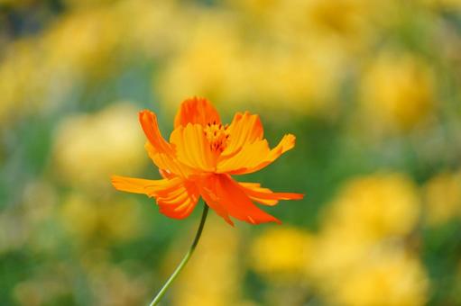 キバナコスモス キバナコスモス,花,秋の写真素材