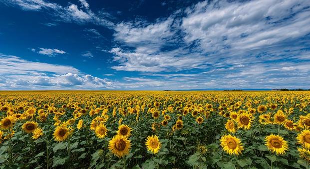 輝くひまわりと爽やかな夏の風景 輝くひまわりと爽やかな夏の風景の写真