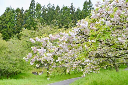 薄紅色の八重桜　松月 松月,桜,八重桜の写真素材