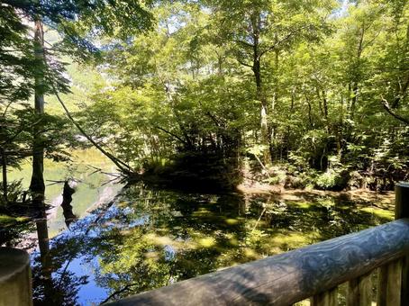 神秘的な水の映り込みと森 神秘的な水の映り込みと森の写真