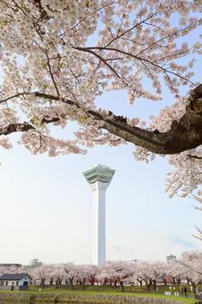 五稜郭タワーと桜 五稜郭タワーと桜の写真