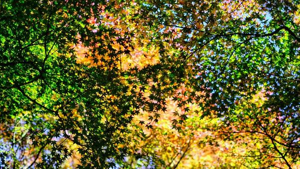 黄色い葉っぱと緑の葉っぱの風景 植物,風景,葉っぱの写真素材