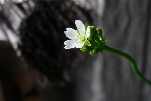 ハエトリ草の花 ハエトリ草の花の写真