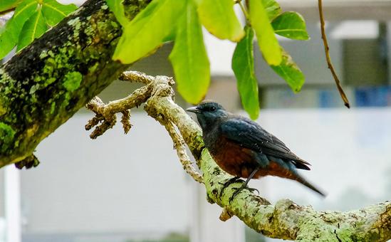 イソヒヨドリ イソヒヨドリ 野鳥,鳥,小鳥の写真素材