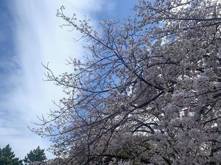 桜_07 桜_07の写真