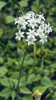 気になるもの ニラの花,花,小さい虫の写真素材