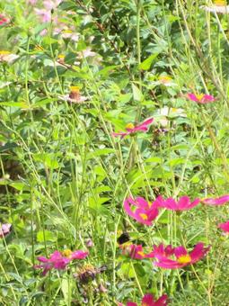 広島県-コスモスの写真