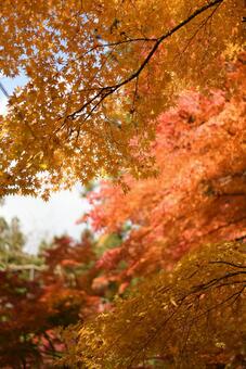 Photo, autumn leaves, autumn, maple, 