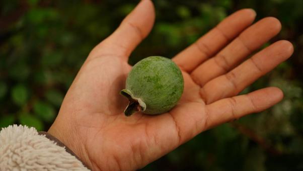 フェイジョア フェイジョア,果物,フルーツの写真素材